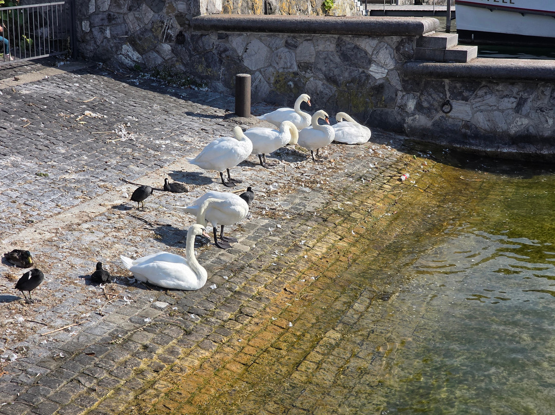 Bürkliplatz-苏黎世必去景点