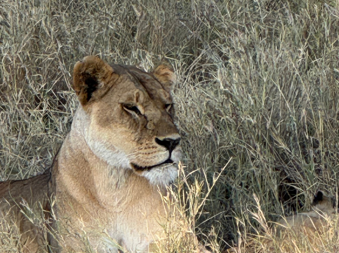 Roy Safaris-阿鲁沙必去景点