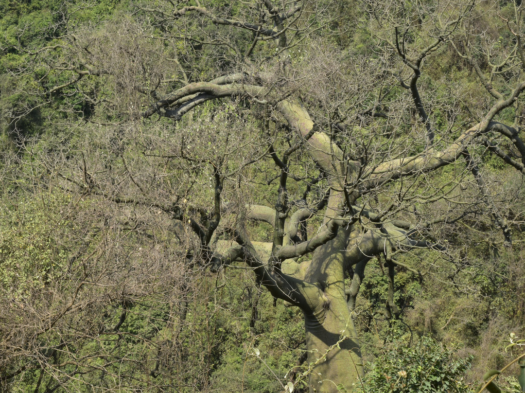 Bosque Protector Cerro Blanco-瓜亚基尔必去景点