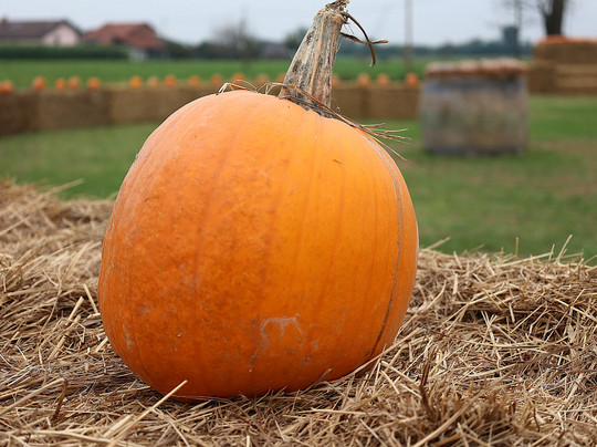 Il Villaggio della Zucca-Favria必去景点