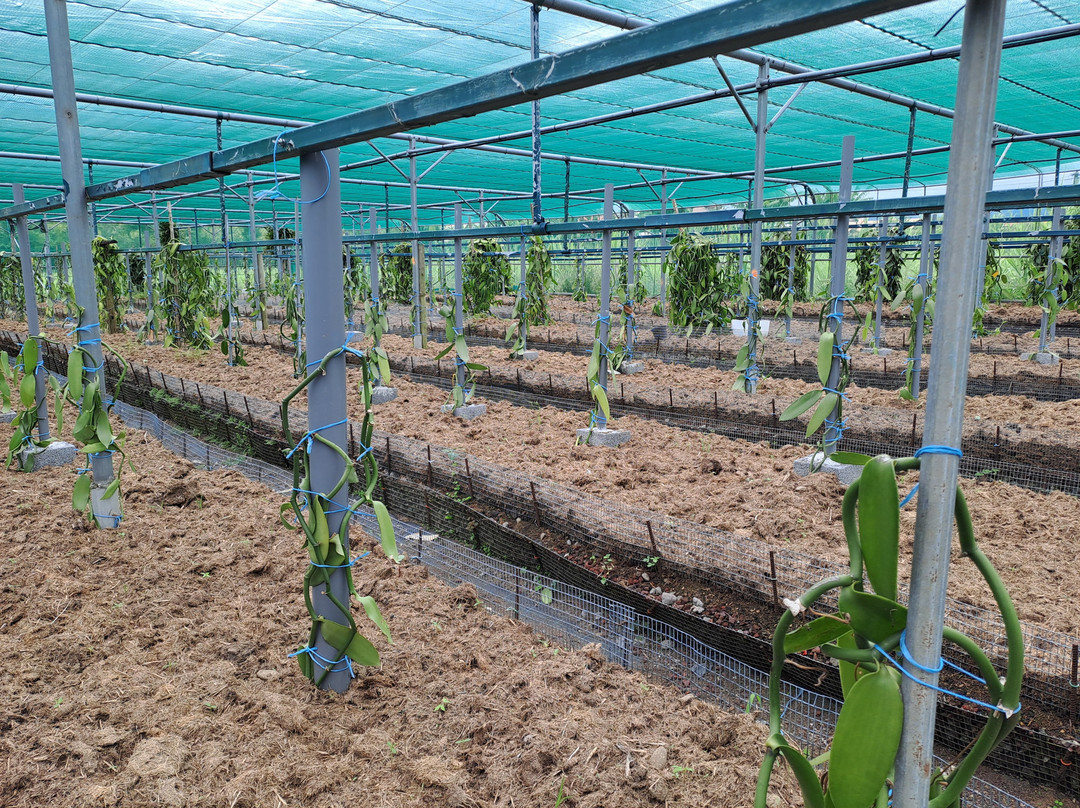 Plantation Vanille Rouloff-Saint-Andre必去景点