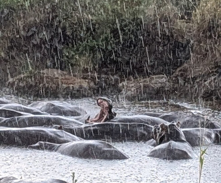 Salt And Pepper Safari-阿鲁沙必去景点