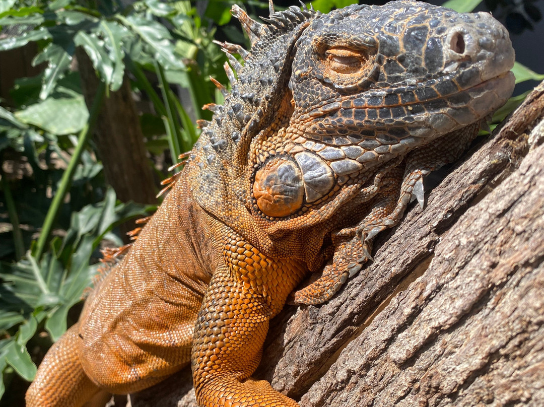 Acuario Michin Guadalajara-瓜达拉哈拉必去景点