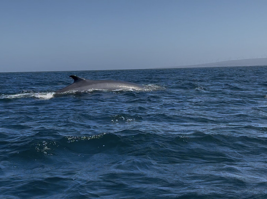 Minke Explorer-Chanaral de Aceituno必去景点