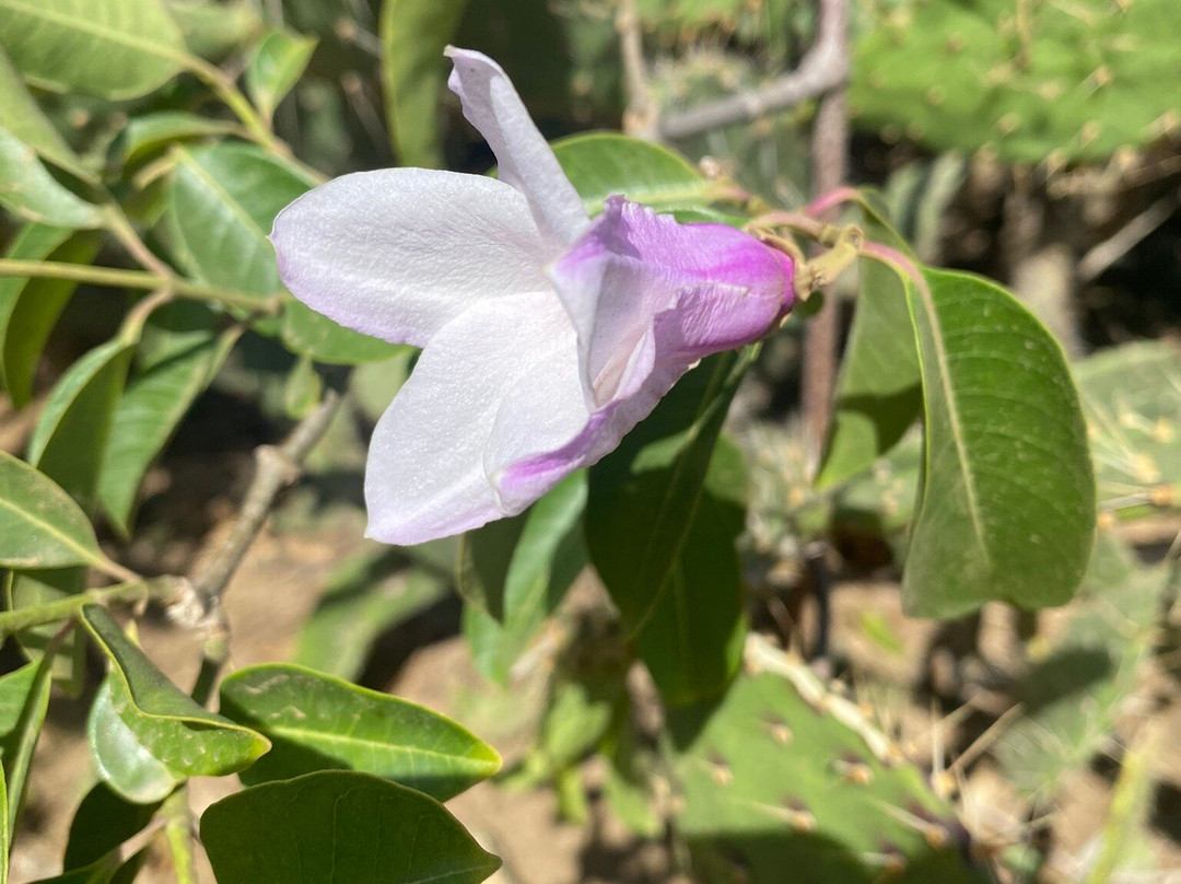 Donkey Sanctuary Aruba-Santa Cruz必去景点