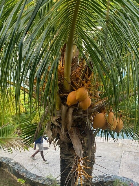 The Moorings Yacht Club Hotel主图