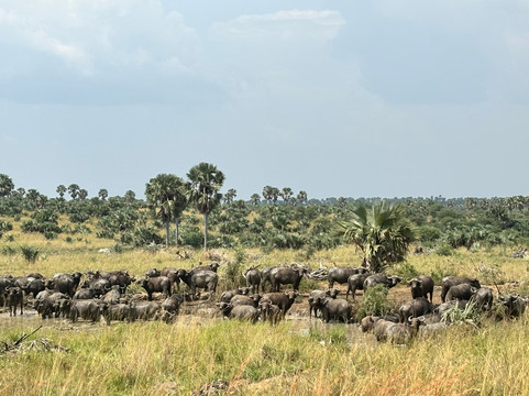 Bigodi Africa Expeditions Ltd-恩德培必去景点