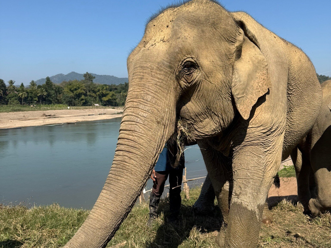 MandaLao Elephant Conservation-琅勃拉邦必去景点