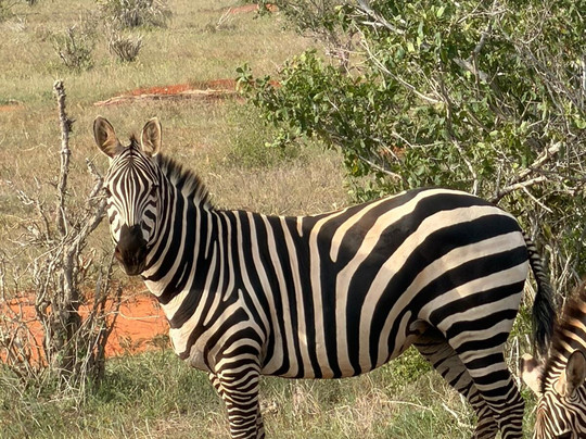 John Nyale Tours & Safari Experience-瓦塔木必去景点