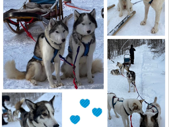 Winterdance Dogsled Tours-Haliburton必去景点