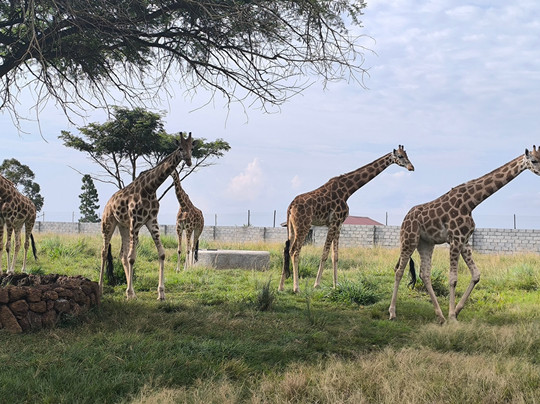 CTC Conservation Center-Mpigi必去景点