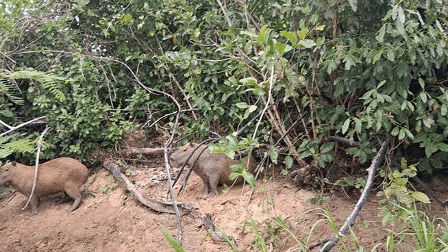 Spot Jaguar Pantanal South Wild Jaguar Tour-科龙巴必去景点