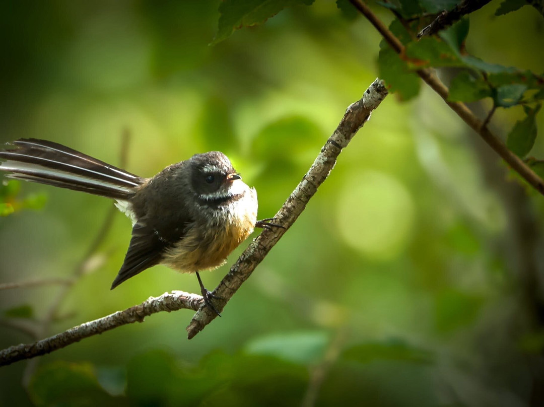 St Anne's Lagoon-Cheviot必去景点