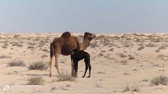 梅哈里杜兹酒店-官方
