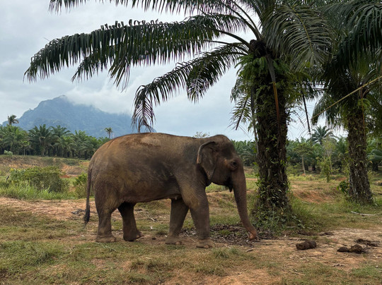 Following Giants - Krabi-Khlong Hin必去景点