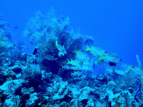 Only Blue Diving Dreams-Cockburn Town必去景点