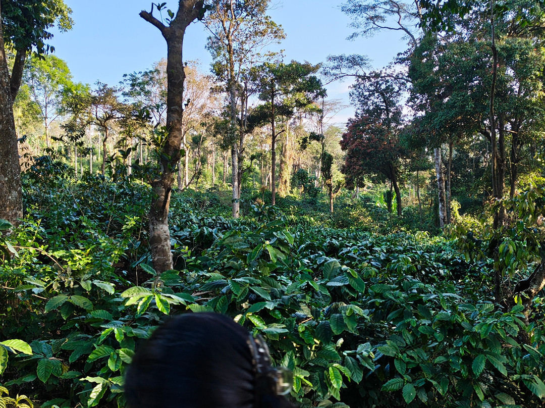 The Windchimes Retreat Coorg主图