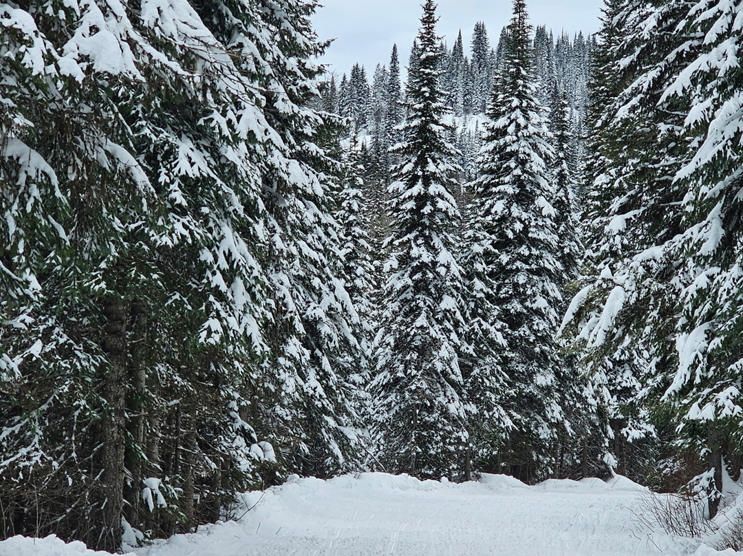 Swan Mountain Snowmobiling-Columbia Falls必去景点