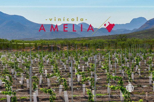 Vinícola Amelia-奇瓦瓦州必去景点