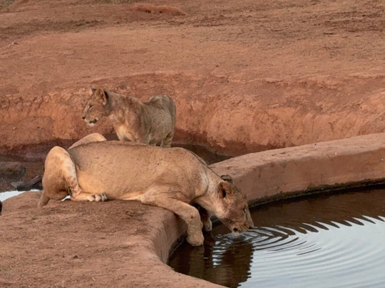 Mimmo Shaibu Kenya Safari-瓦塔木必去景点