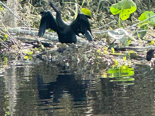 St. John's River Eco Tours, LLC-DeBary必去景点