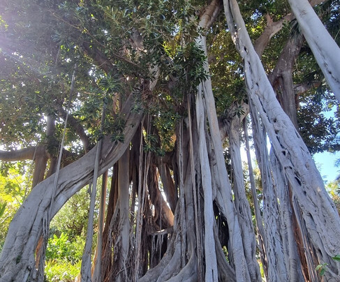 Botanischer Garten-德拉克鲁兹索尔港必去景点