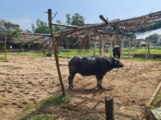 Tra Que Vegetable Village-会安必去景点