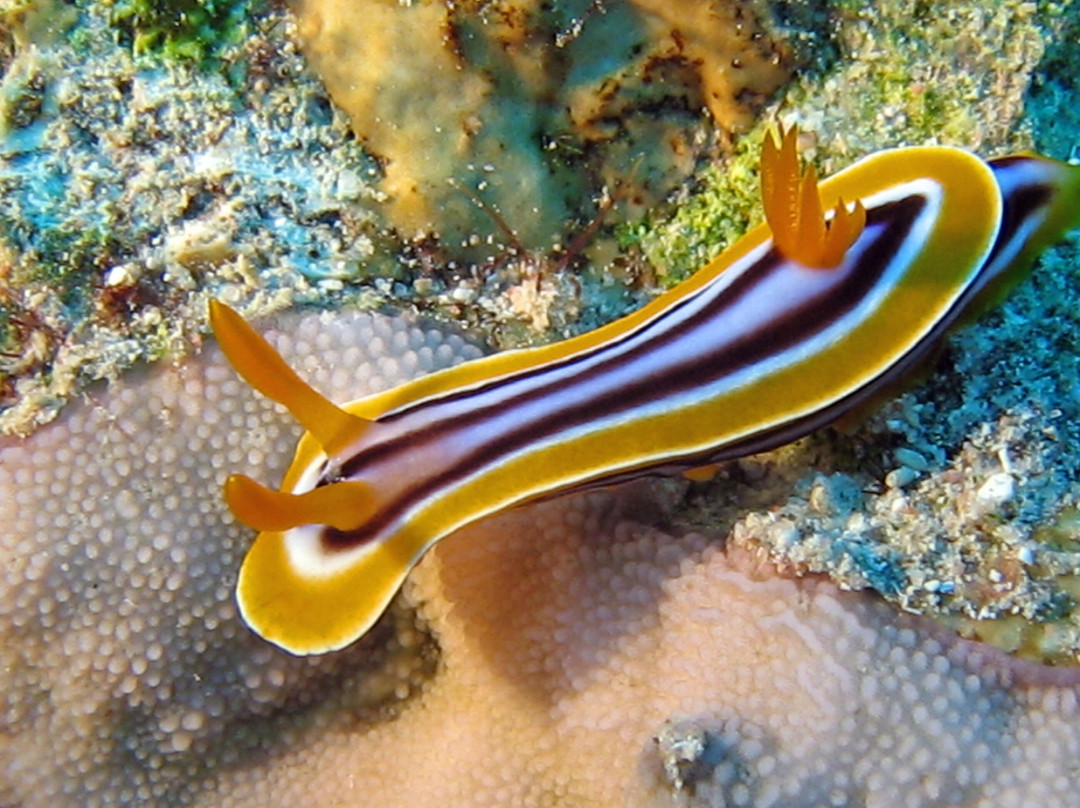 Sharm Scuba Service-沙姆沙伊赫必去景点