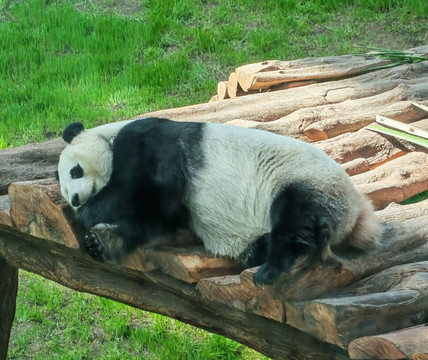 Panda House At Al Khor Park-Al Khor必去景点