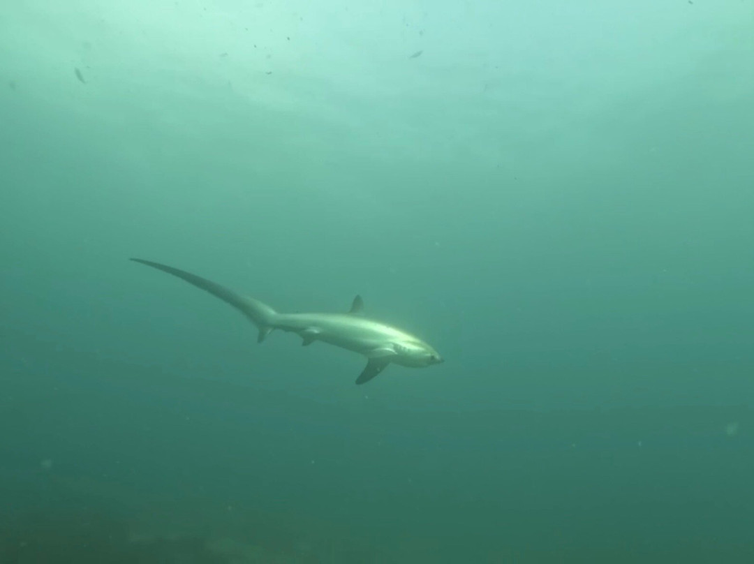 妈妈拍丝瓜岛维达海滩潜水中心-妈妈拍丝瓜岛必去景点