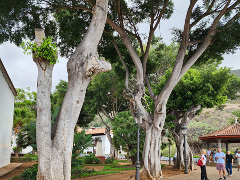 El Drago Milenario-伊科德洛斯维诺斯必去景点