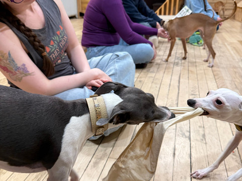 CuddlePups-芝加哥必去景点