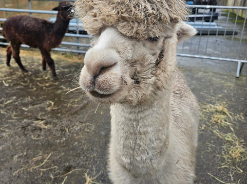 Cheshire Alpacas-Antrobus必去景点