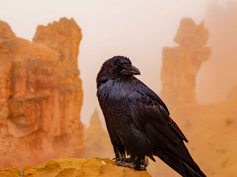Natural Bridge-布莱斯必去景点