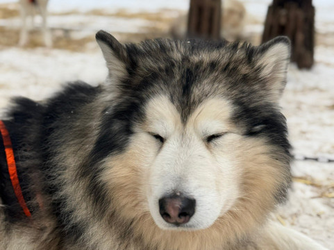 Red Fox Tours-里加必去景点