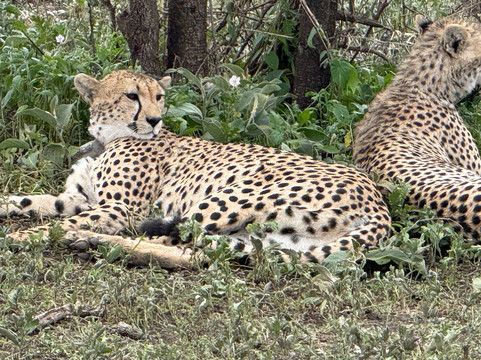 Momella African Adventure-阿鲁沙必去景点