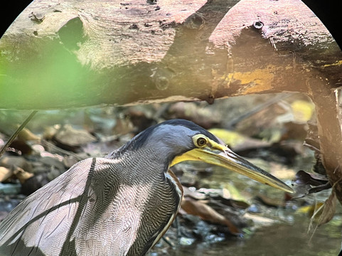 Ficus Tours-希门尼斯港必去景点