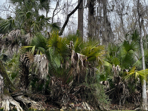 Ecoventure Tours-Silver Springs必去景点