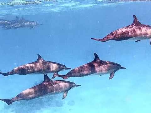 Kinan Beach Club-Fulidhoo必去景点