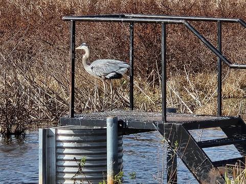Lake Apopka Wildlife Drive-Apopka必去景点