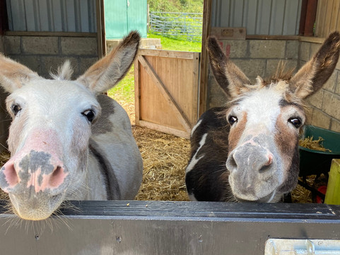 The Funny Farm-Kilchoan必去景点