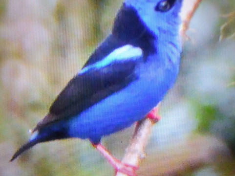 Nectar Pollen Reserve-瓜匹来斯必去景点