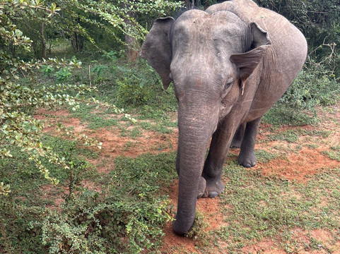 Sudu Yala Tusker Safari-蒂瑟默哈拉默必去景点