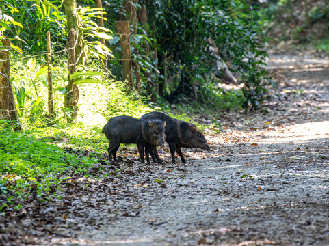 Hacienda Baru Lodge-主日镇必去景点