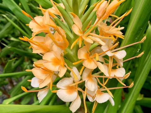 The Secret Waterfall Gardens-Patumahoe必去景点