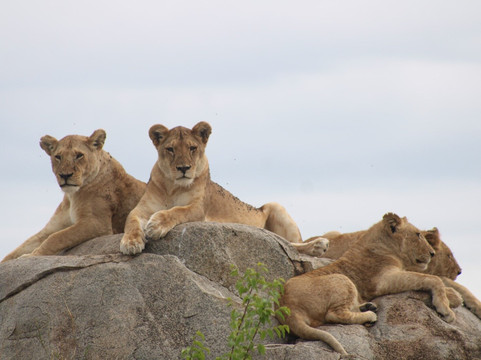 Bongo Trips-Kigamboni必去景点