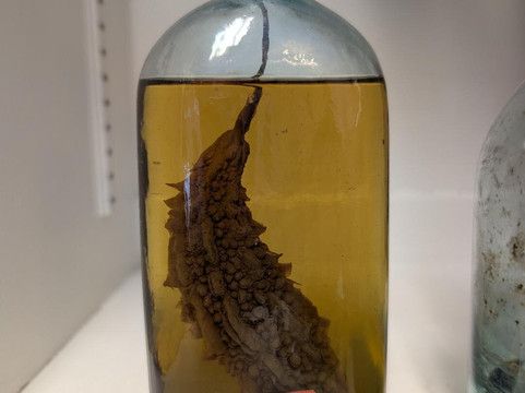 Dr. Increase Mathews House