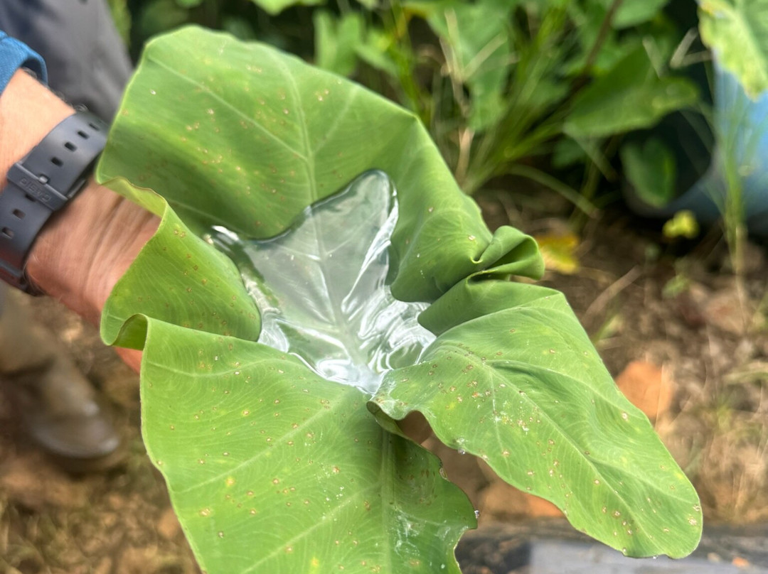 Quad Activities Constance Flacq-Centre de Flacq必去景点