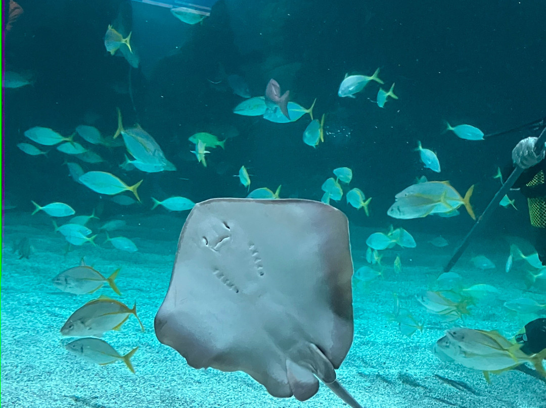 Lanzarote Aquarium-科斯塔特吉塞必去景点