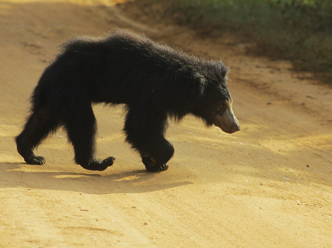 Bundala Wings And Wild Guilde Tours-Hambantota必去景点